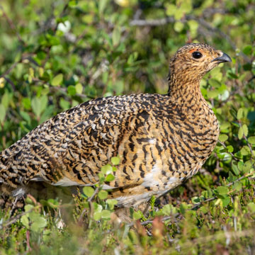 Moorschneehuhn