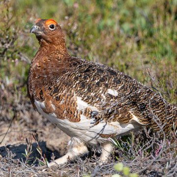 Moorschneehuhn