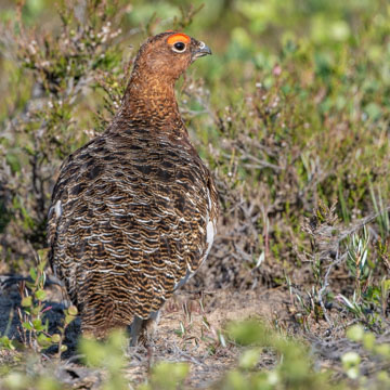 Moorschneehuhn