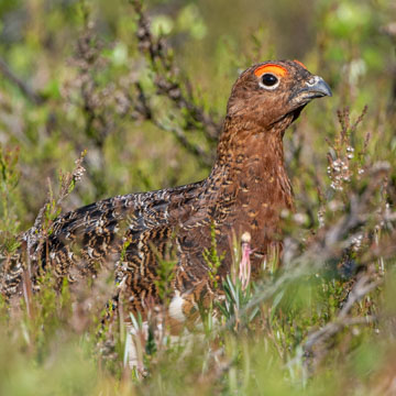 Moorschneehuhn