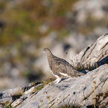 Rock Ptarmigan