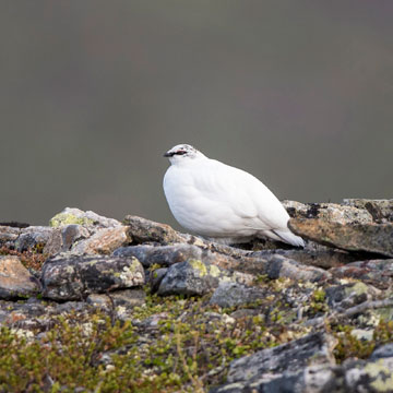 Alpenschneehuhn