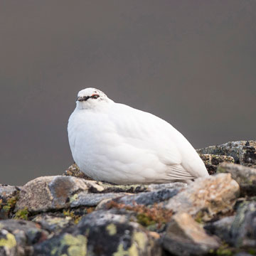 Alpenschneehuhn