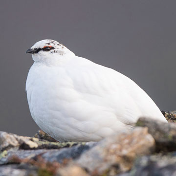 Alpenschneehuhn