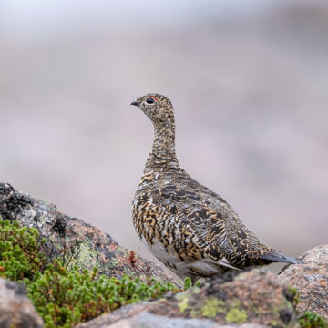 Alpenschneehuhn