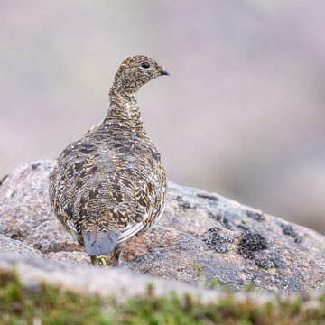 Alpenschneehuhn