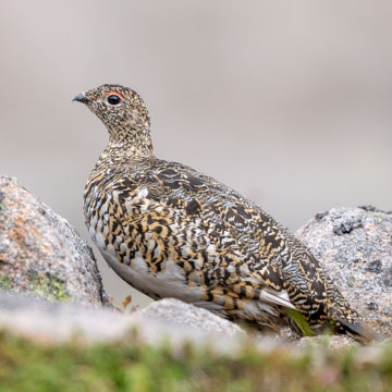 Alpenschneehuhn