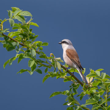 Red-backed Shrike