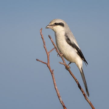 Great Grey Shrike