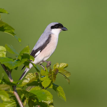 Lesser Grey Shrike