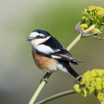 Masked Shrike