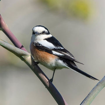 Masked Shrike