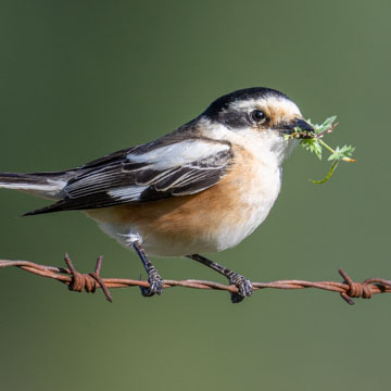 Masked Shrike