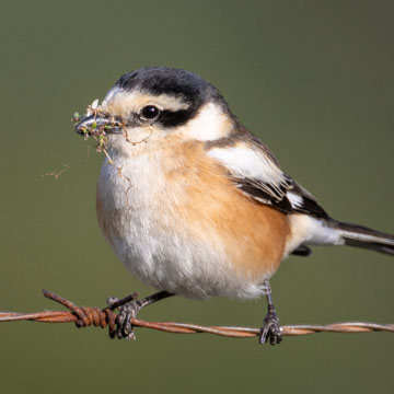 Masked Shrike