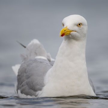 Silbermöwe