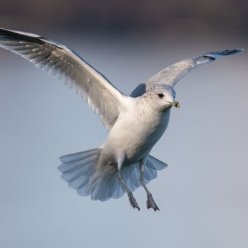 Common Gull