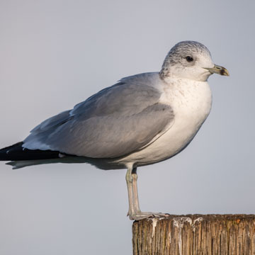 Common Gull