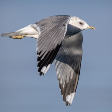 Common Gull