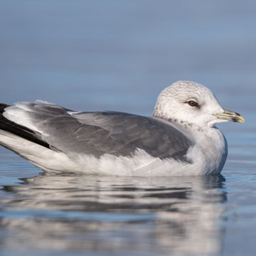 Common Gull