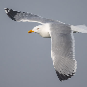 Yellow-legged Gull