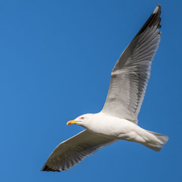 Yellow-legged Gull