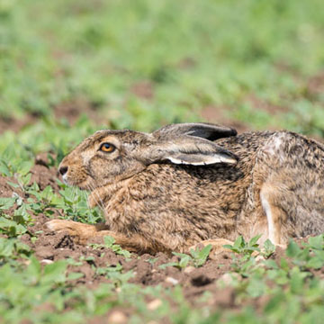 European Hare