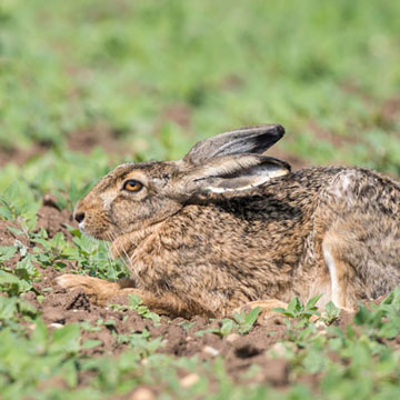 European Hare