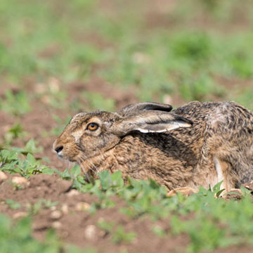 European Hare