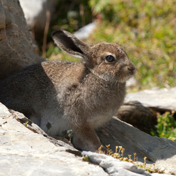 Mountain Hare