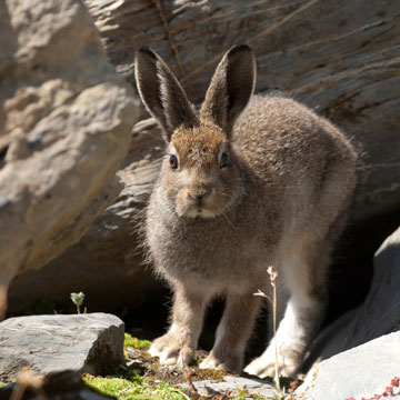 Mountain Hare