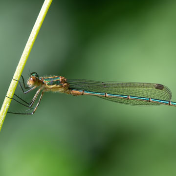 Emerald Damselfly