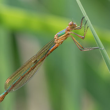 Emerald Damselfly