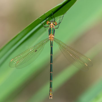 Emerald Damselfly