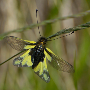 Owly Sulphur