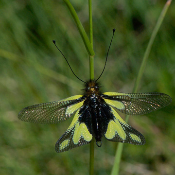 Owly Sulphur