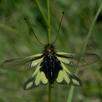 Owly Sulphur