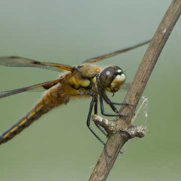 Four-spotted Chaser