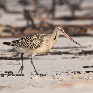 Bar-tailed Godwit