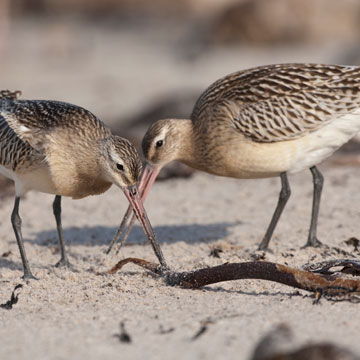 Bar-tailed Godwit