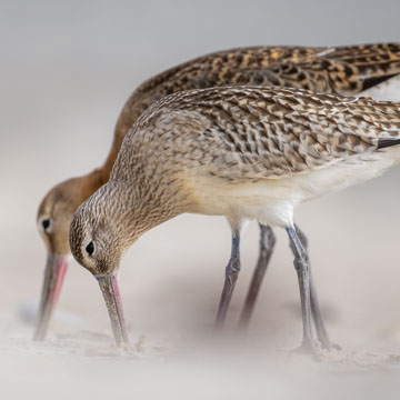 Bar-tailed Godwit