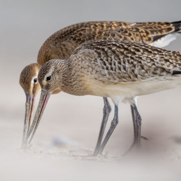 Bar-tailed Godwit