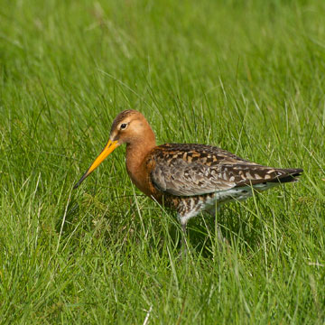 Black-tailed Godwit