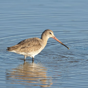 Black-tailed Godwit