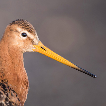 Black-tailed Godwit