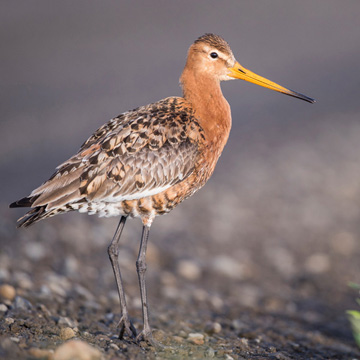 Black-tailed Godwit