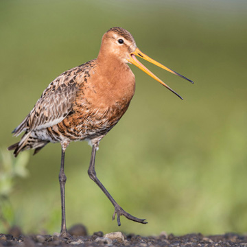 Black-tailed Godwit