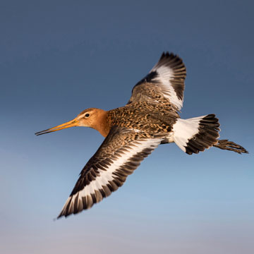 Black-tailed Godwit