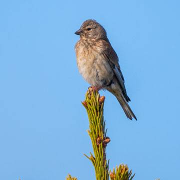 Common Linnet