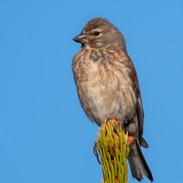 Common Linnet