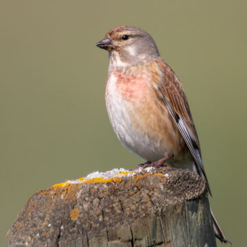Common Linnet